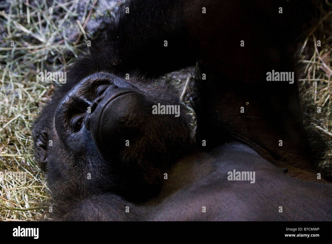 A gorilla is seen in its enclosure at the Bronx Zoo in New York Stock Photo