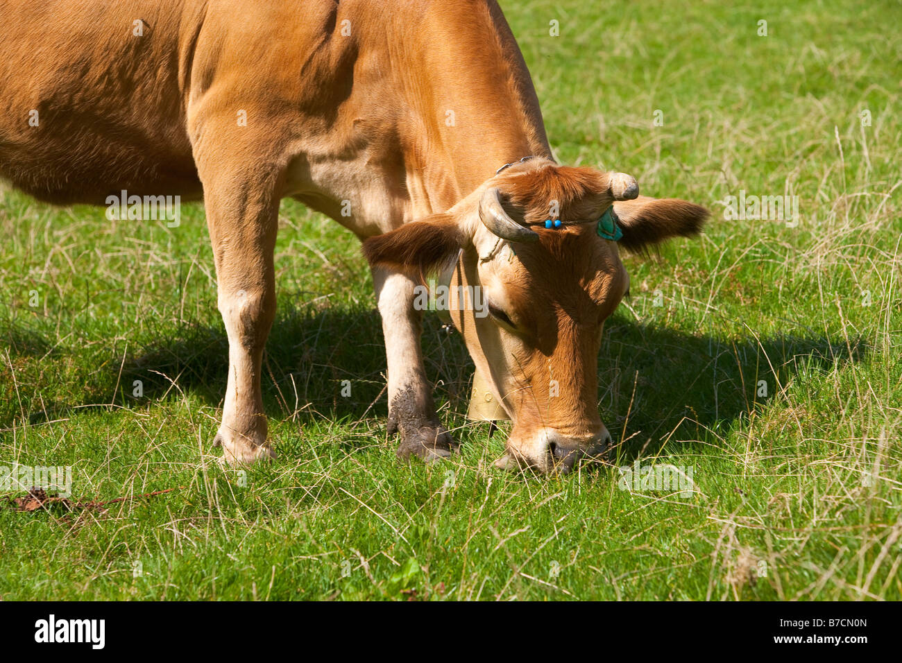 Grazing cow wearing cowbell around neck Ayder Yaylasi Rize Black Sea region of Turkey Stock Photo