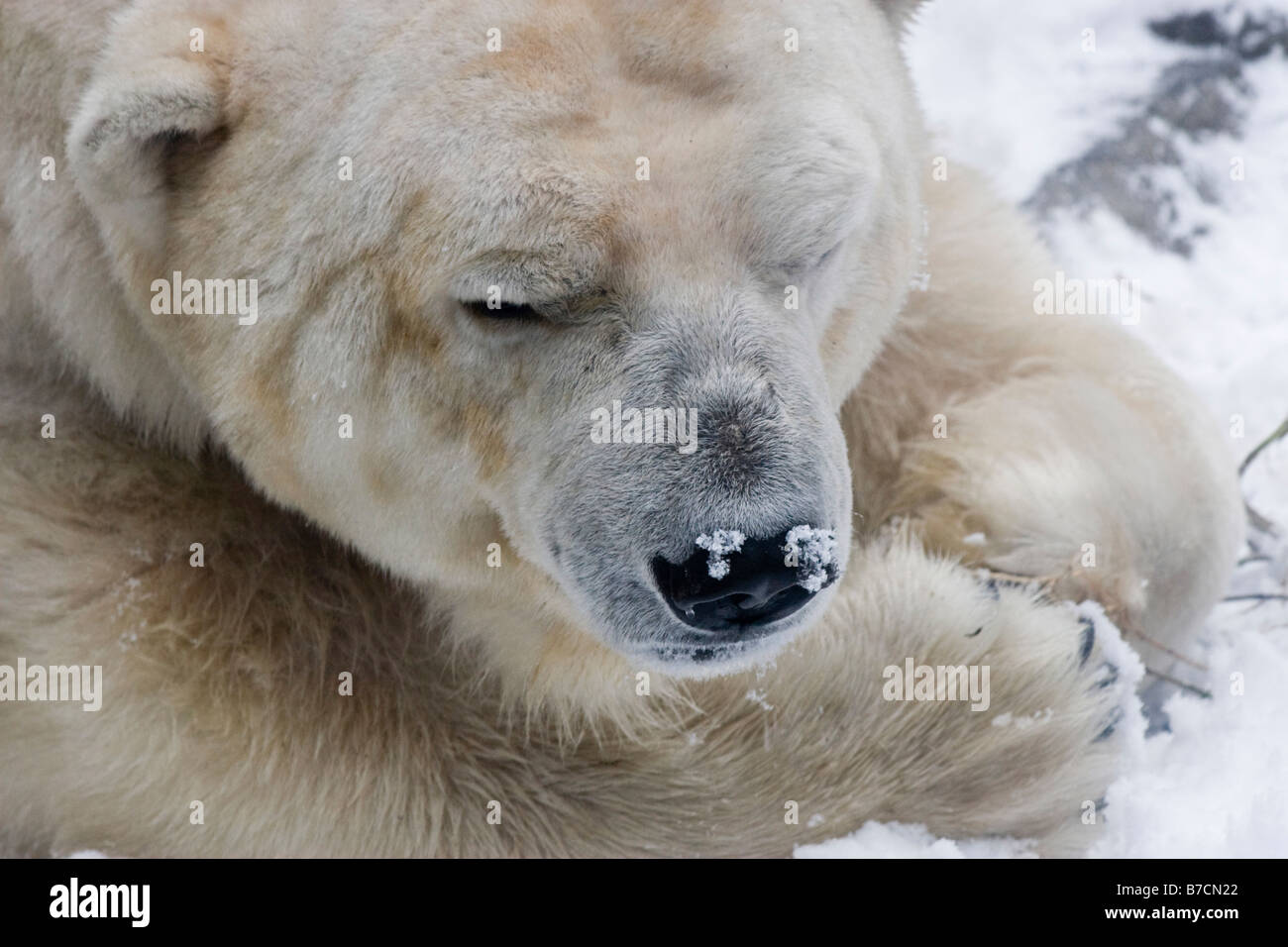 A polar bear is seen in its enclosure at the Central Park Zoo in New York Stock Photo