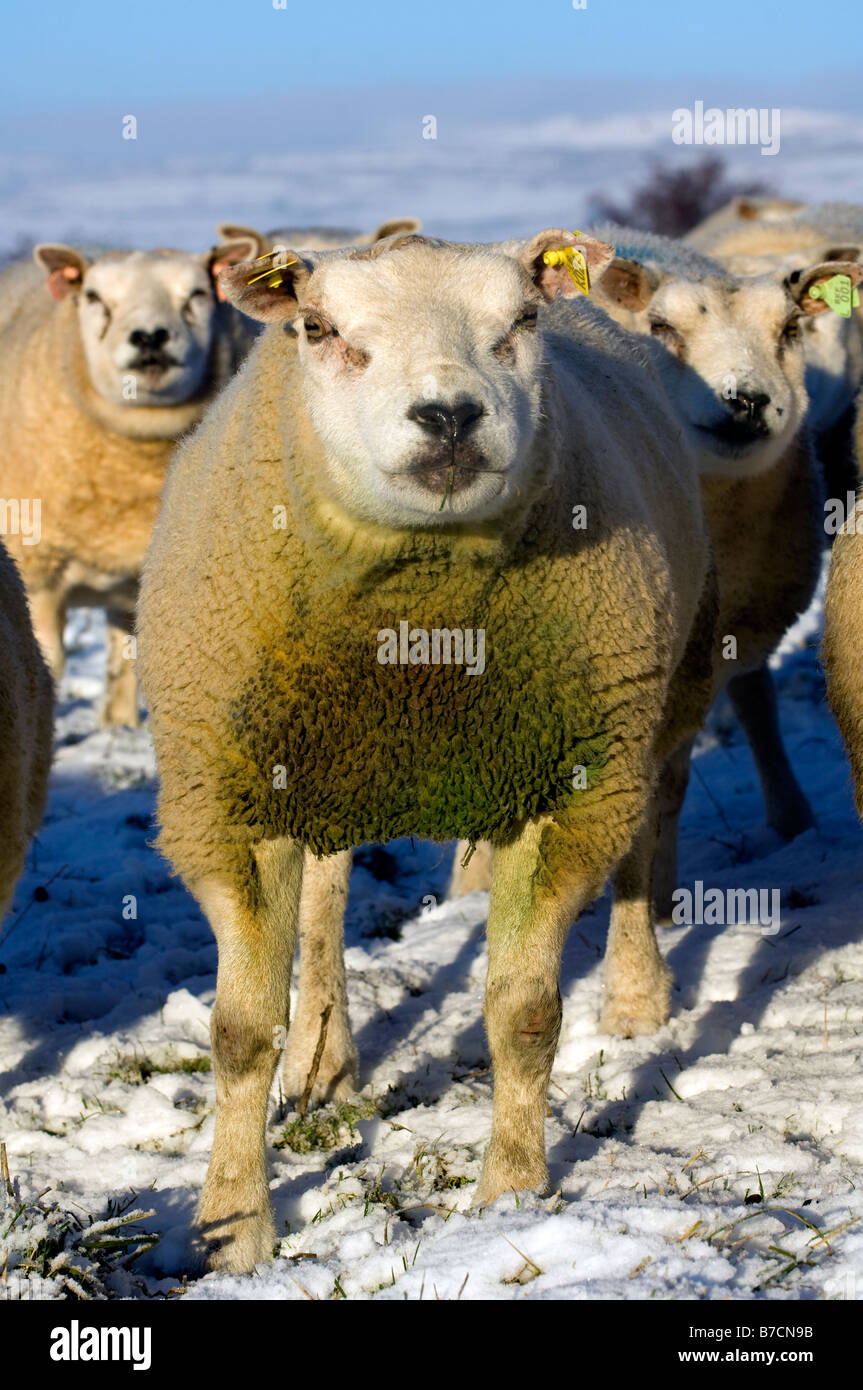 Beltex ram hi-res stock photography and images - Alamy
