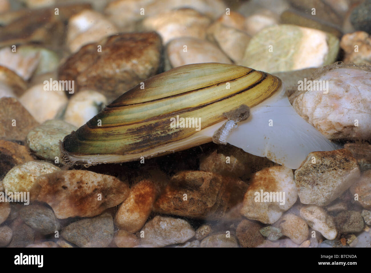 common pond mussel (Anodonta anodonta), kreeping over pebbles, Germany, Bavaria, Isental Stock Photo