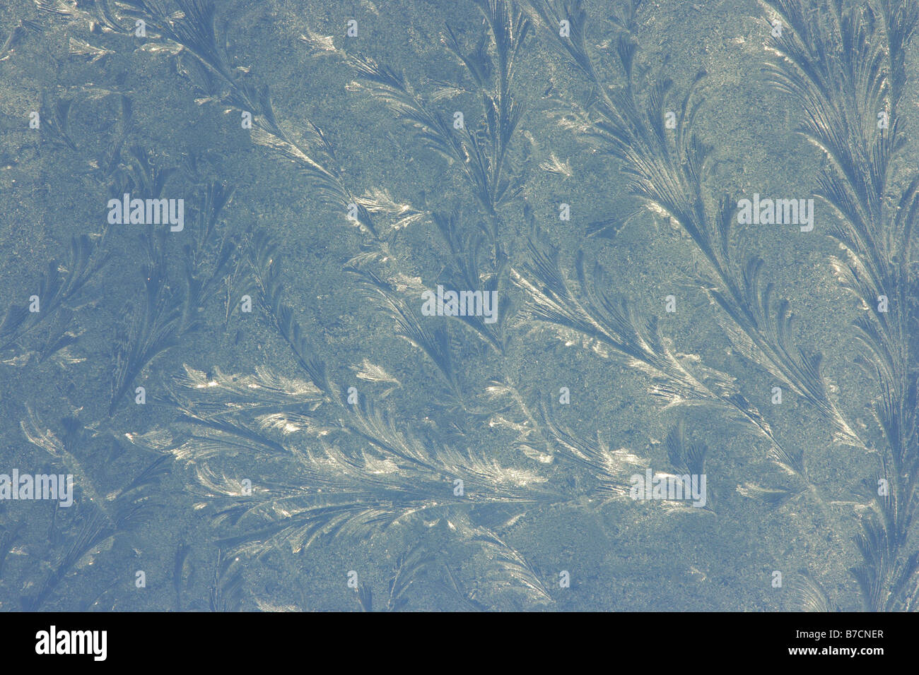 ice flowers at a window Stock Photo