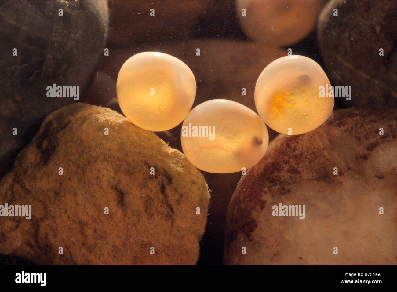 brown trout, river trout, brook trout (Salmo trutta fario), eggs between pebbles in backlight Stock Photo
