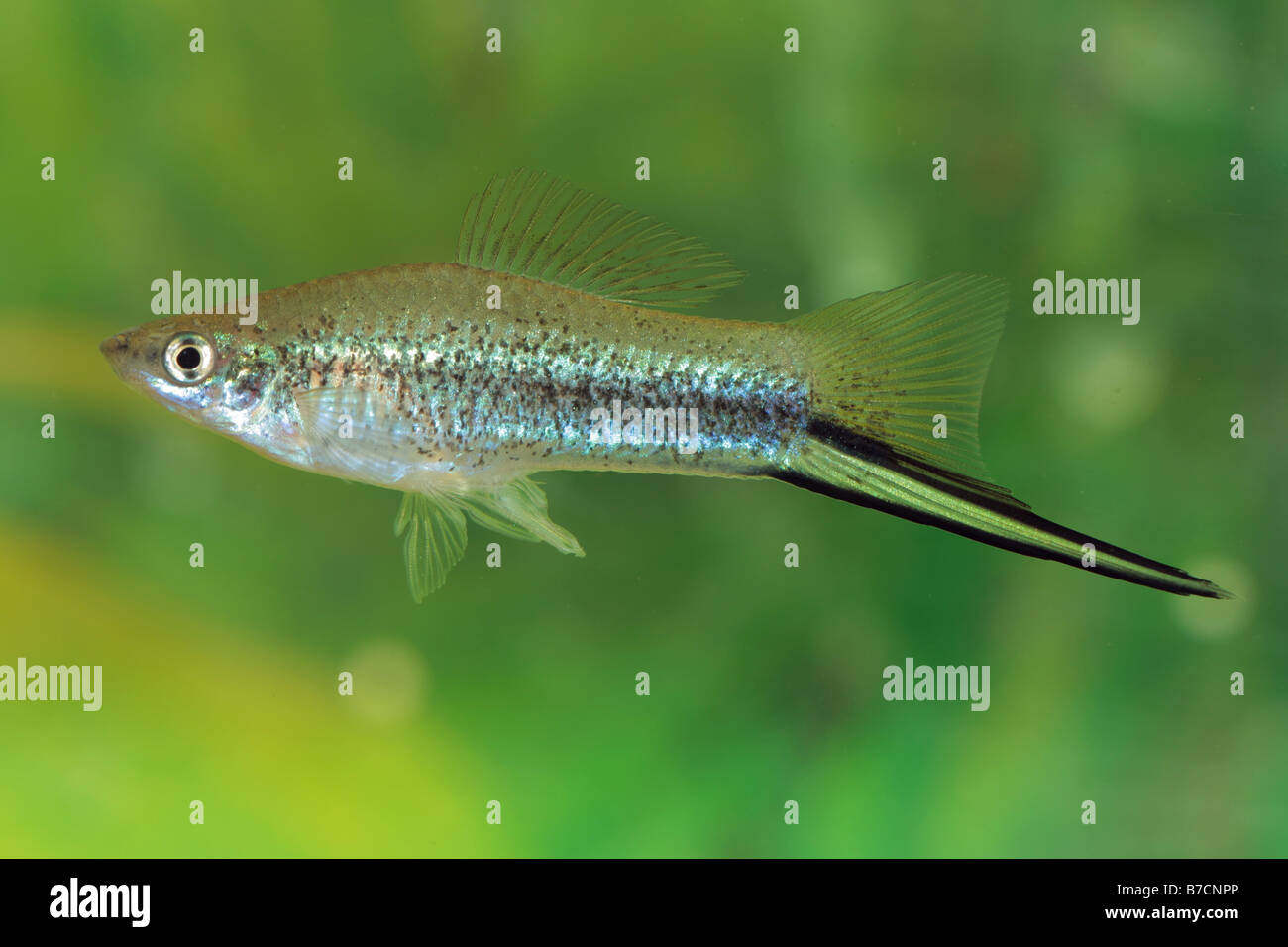 green swordtail (Xiphophorus helleri), male Stock Photo