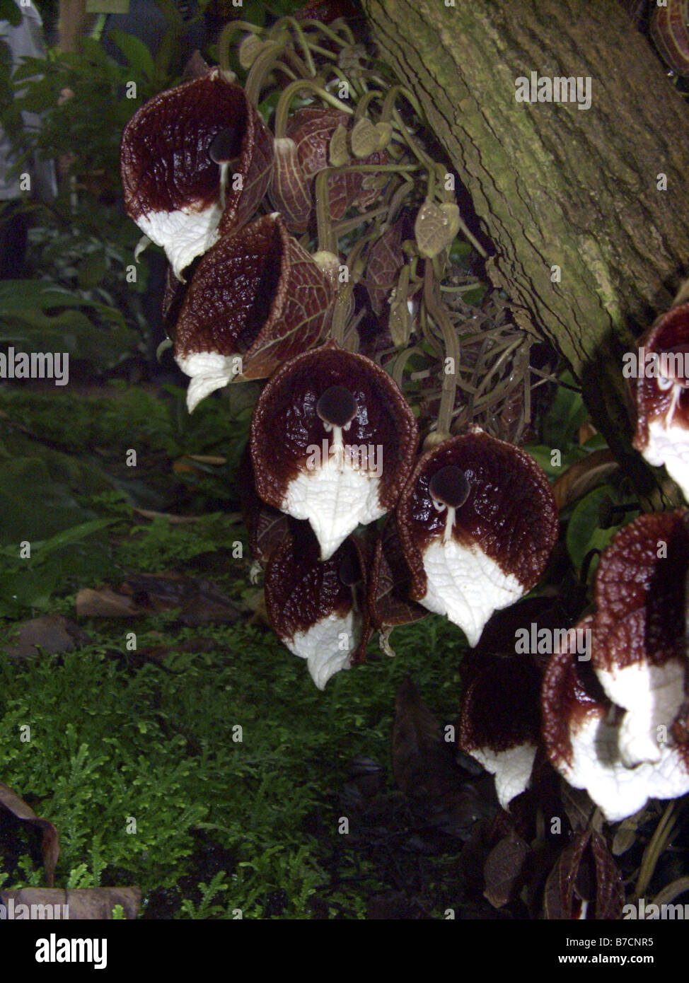 Tree Aristolochia (Aristolochia arborea), flowers with a mushroom dummy Stock Photo