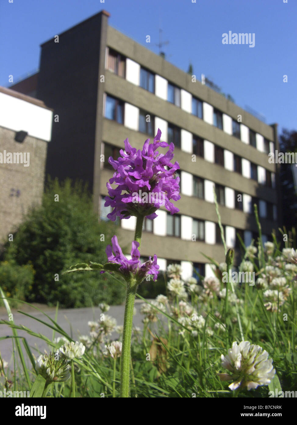 betony, wood betony (Betonica officinalis, Stachys officinalis), blooming in a meadow in front of a house, Germany, North Rhine Stock Photo
