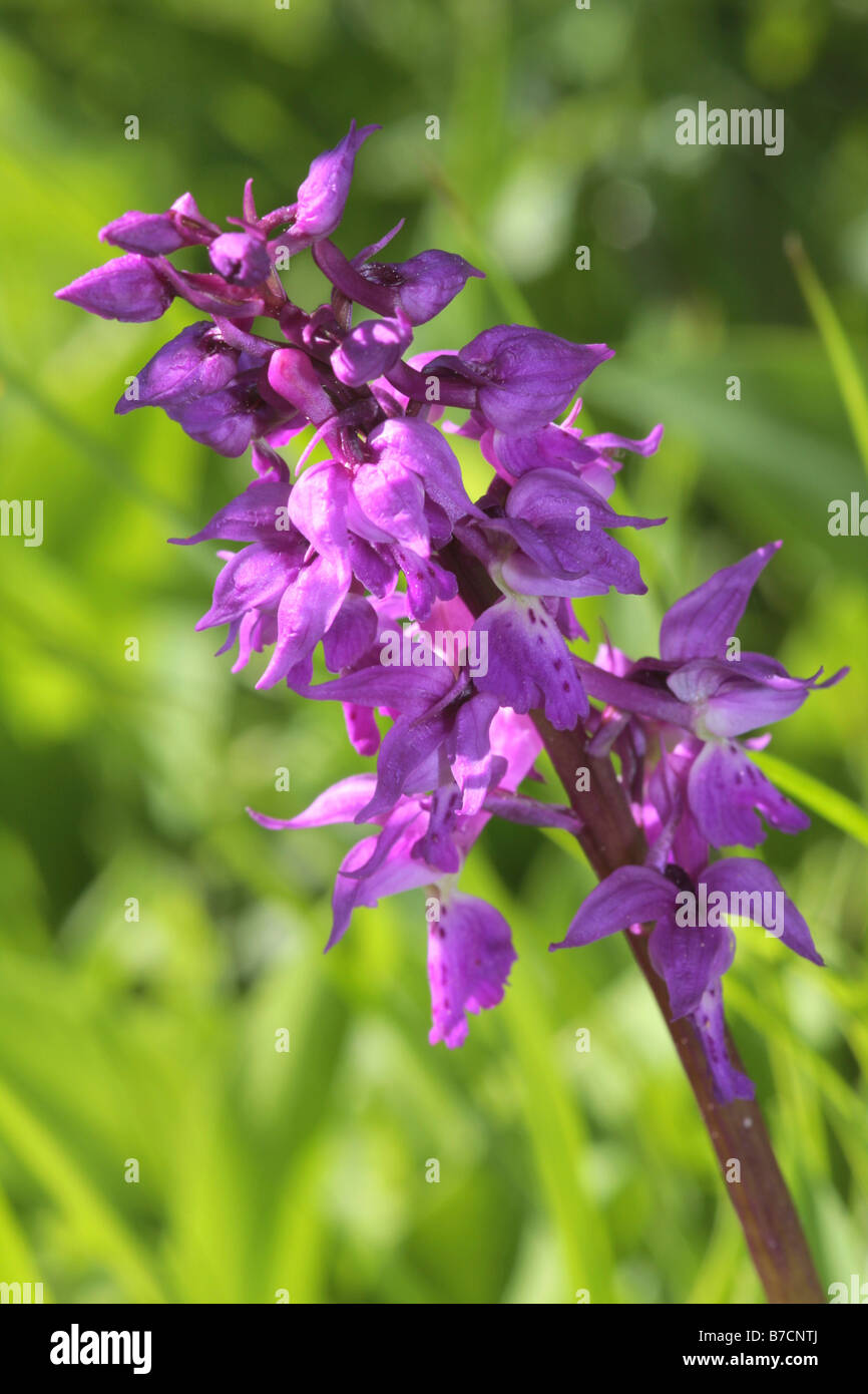 early-purple orchid (Orchis mascula), inflorescence, Germany, Bavaria Stock Photo