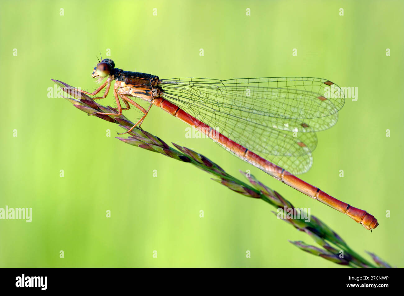 small red damselfly (Ceriagrion tenellum), sitting on a spike Stock ...