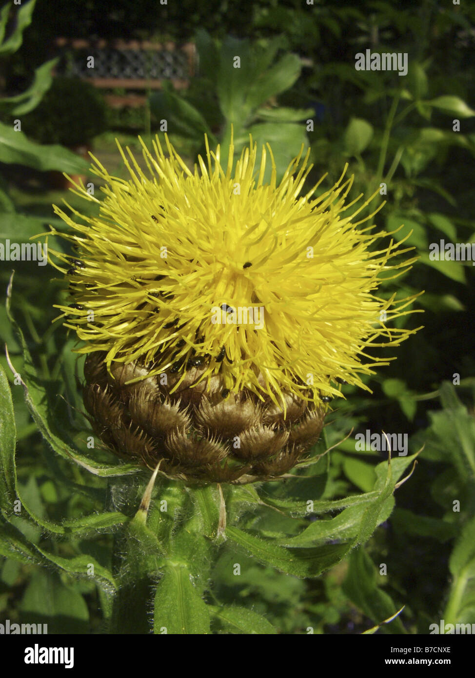 big-head knapweed, bighead knapweed, yellow thistle, great golden knapweed (Centaurea macrocephala), inflorescence Stock Photo