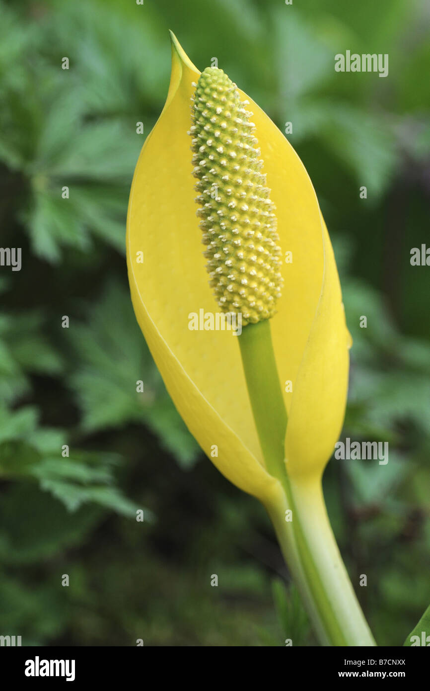 skunk cabbage, swamp lantern, yellow arum, yellow skunk cabbage (Lysichiton americanus), inflorescence Stock Photo
