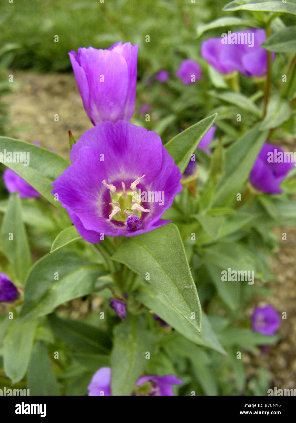 Farewell-to-spring, Godetia (Clarkia amoena, Godetia amoena), blooming Stock Photo