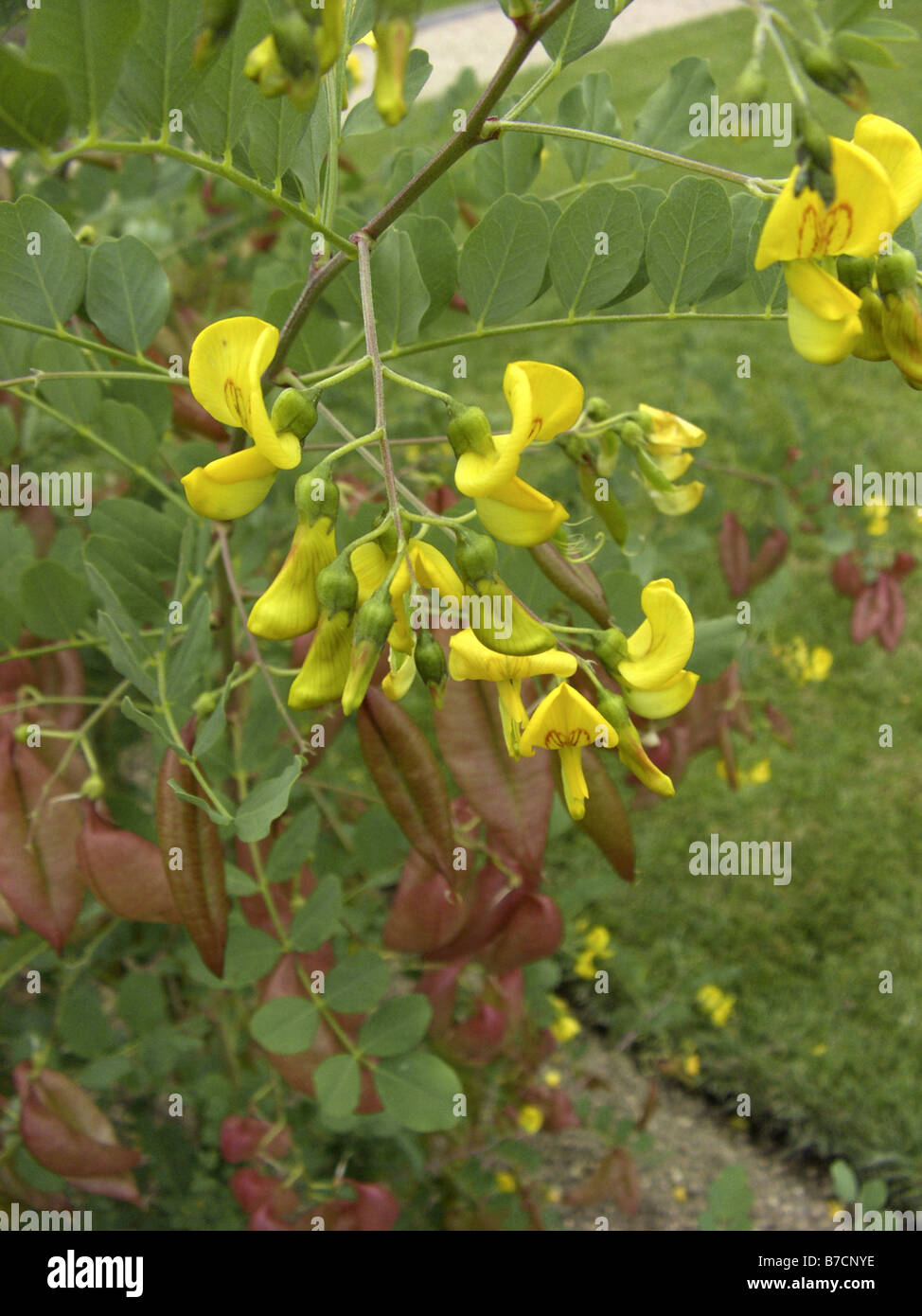 bladder senna, bladder-senna (Colutea arborescens), with flowers and fruits Stock Photo