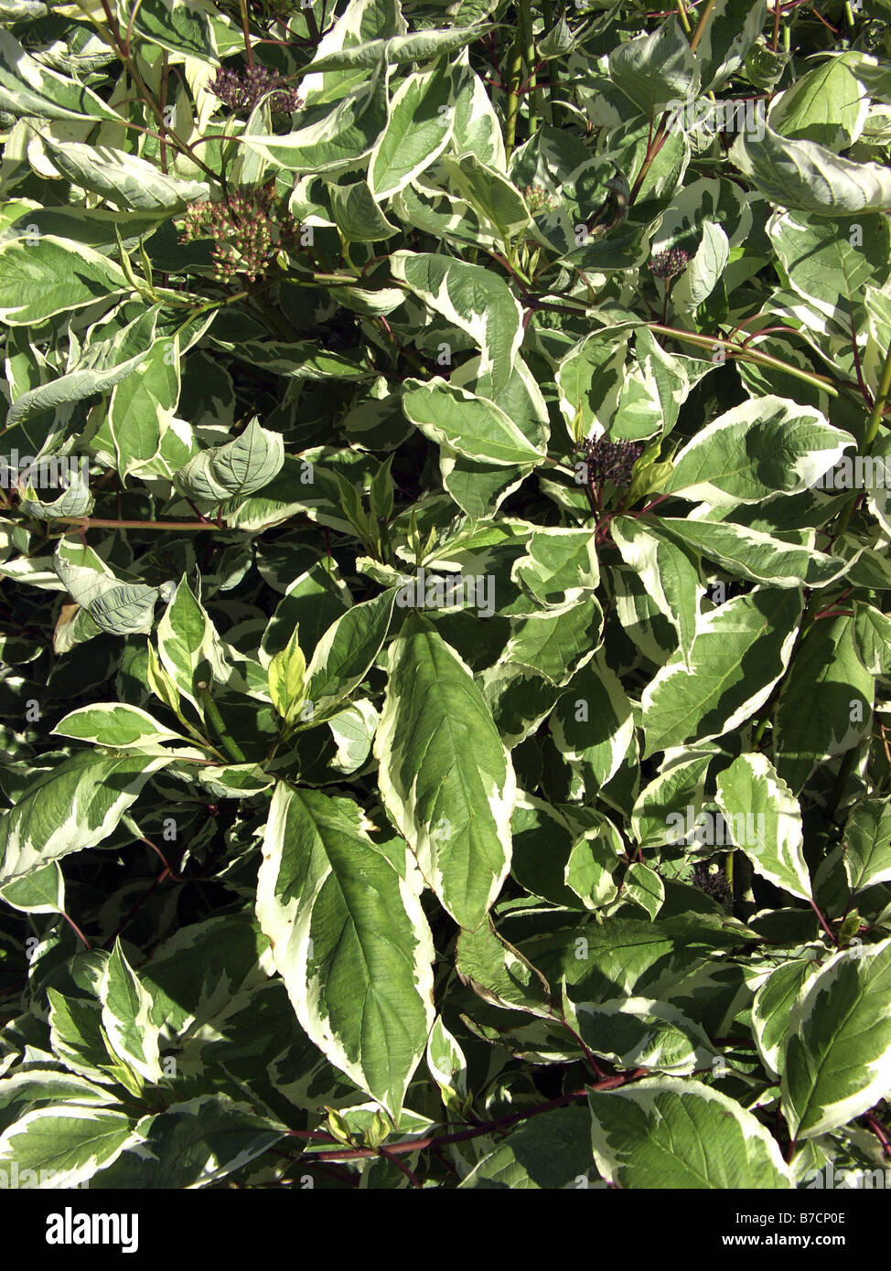 White Dogwood White fruited Dogwood Red barked Dogwood Cornus Alba 