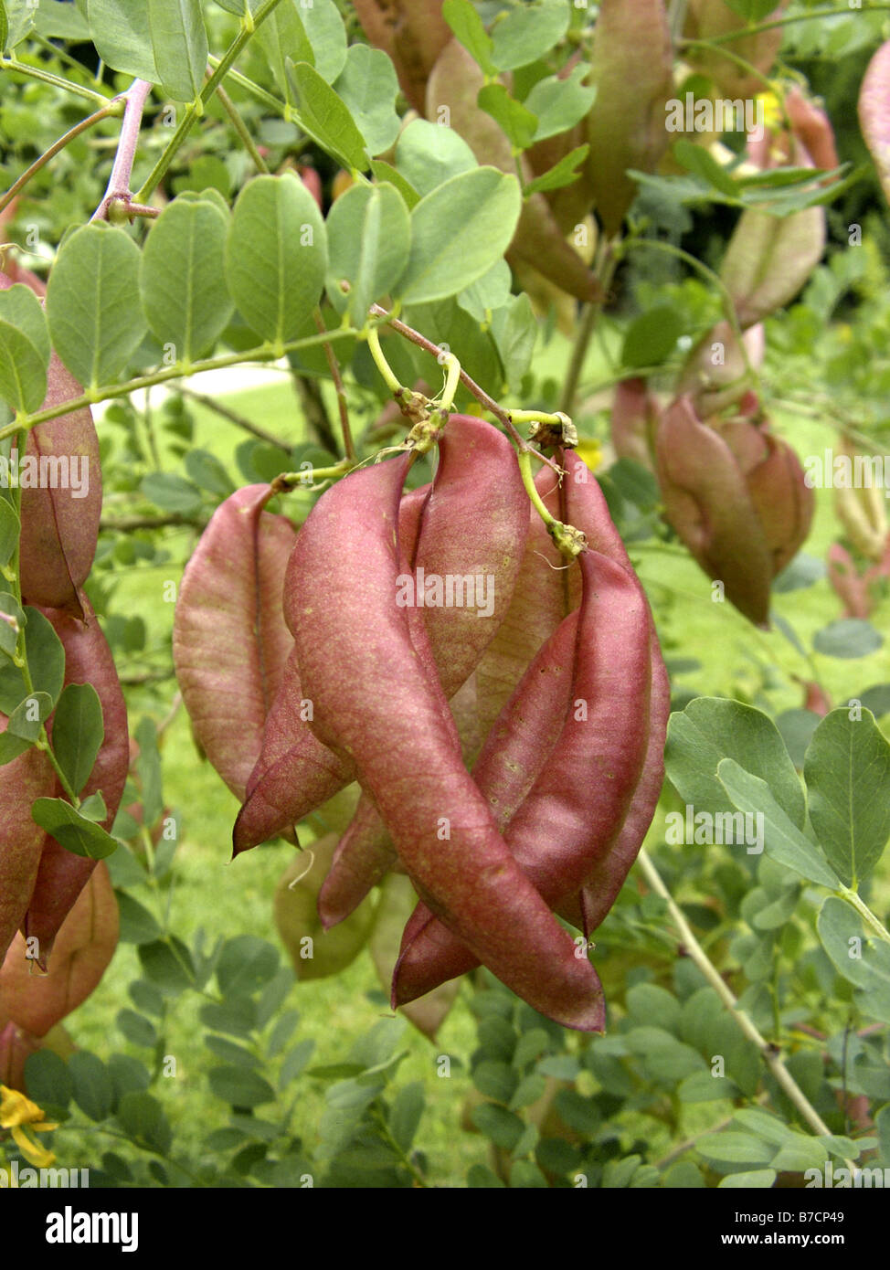 bladder senna, bladder-senna (Colutea arborescens), fruits Stock Photo