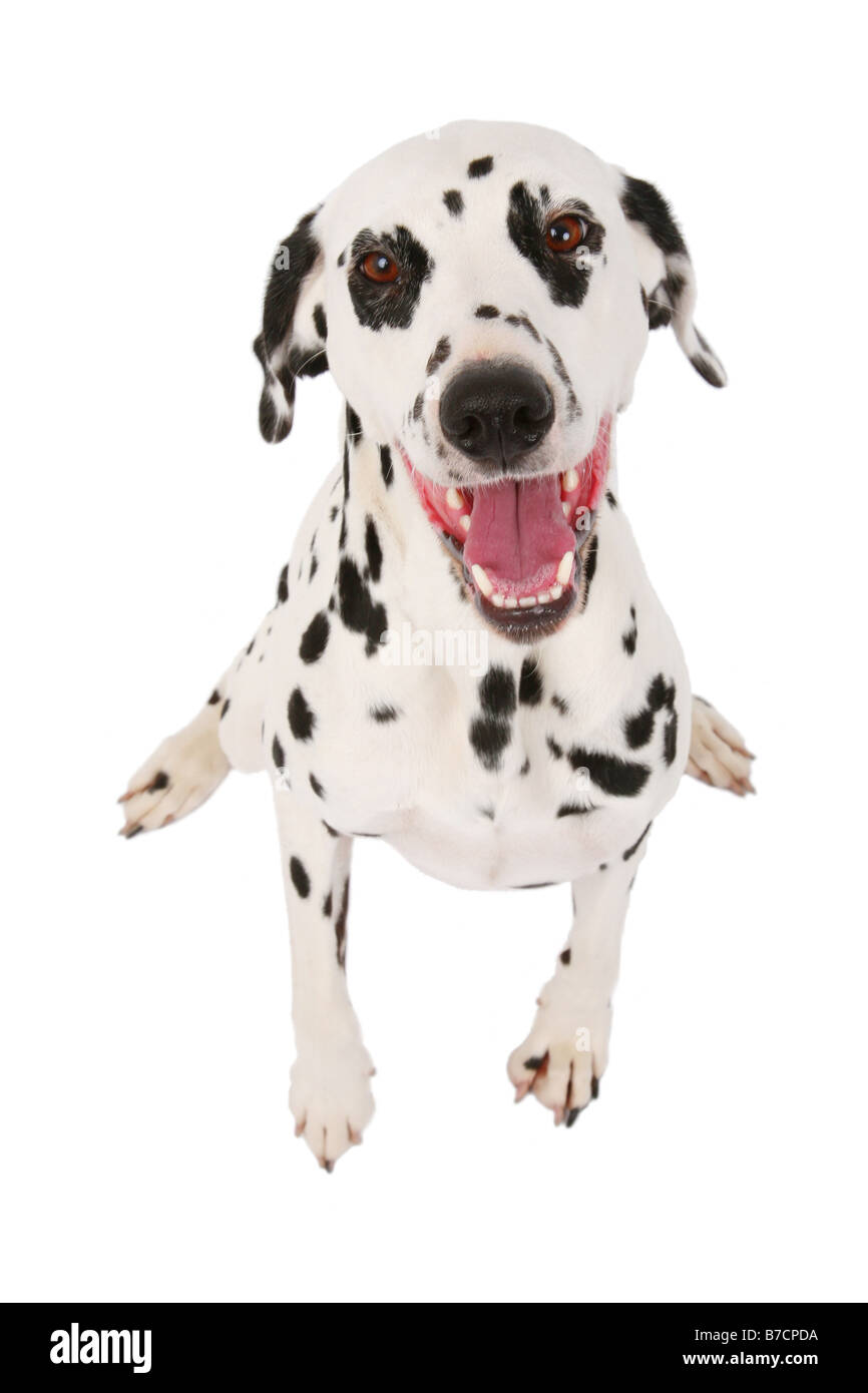 Dalmatian (Canis lupus f. familiaris), fulllength portrait of a