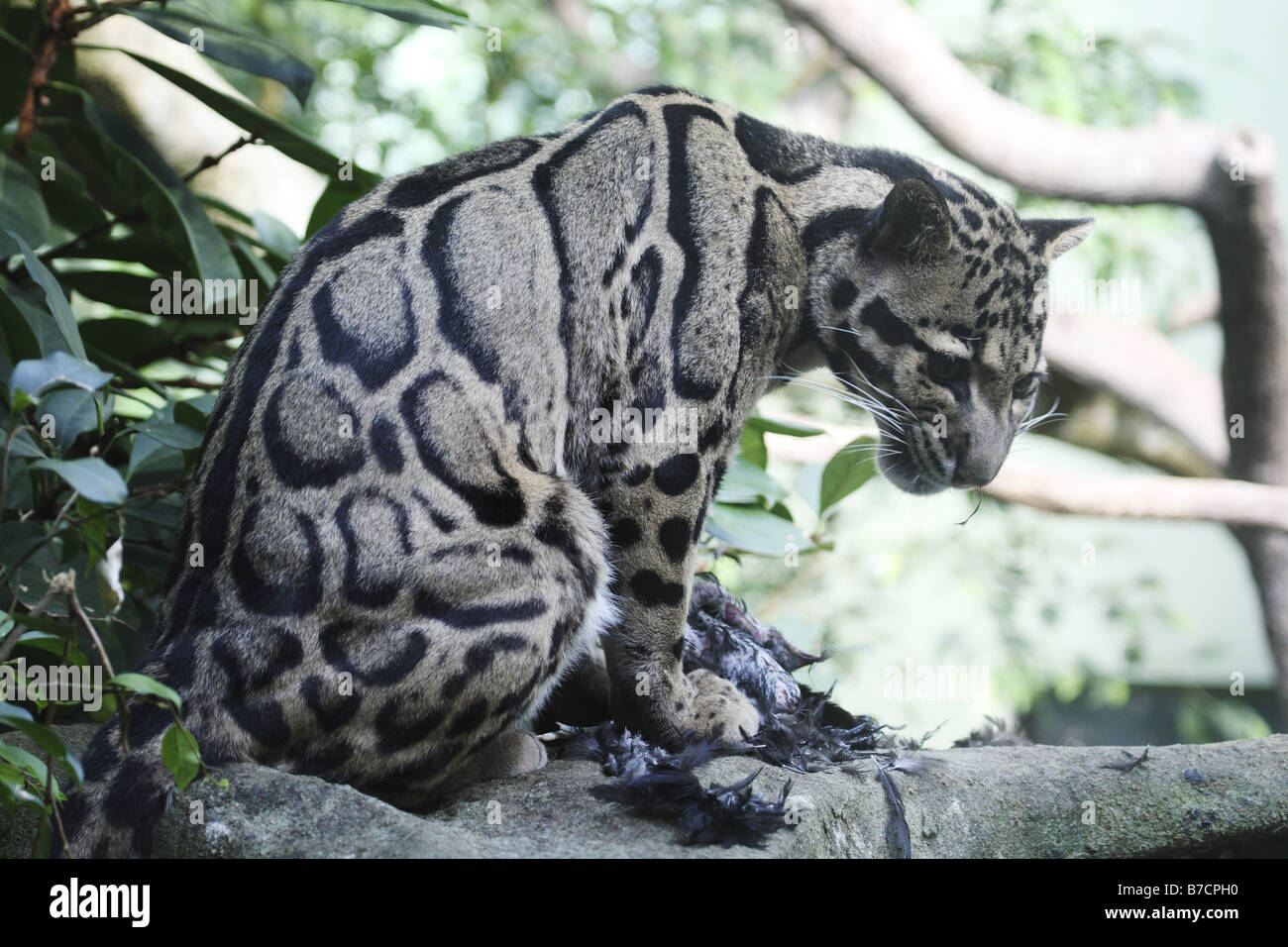 clouded leopard (Neofelis nebulosa), with prey Stock Photo