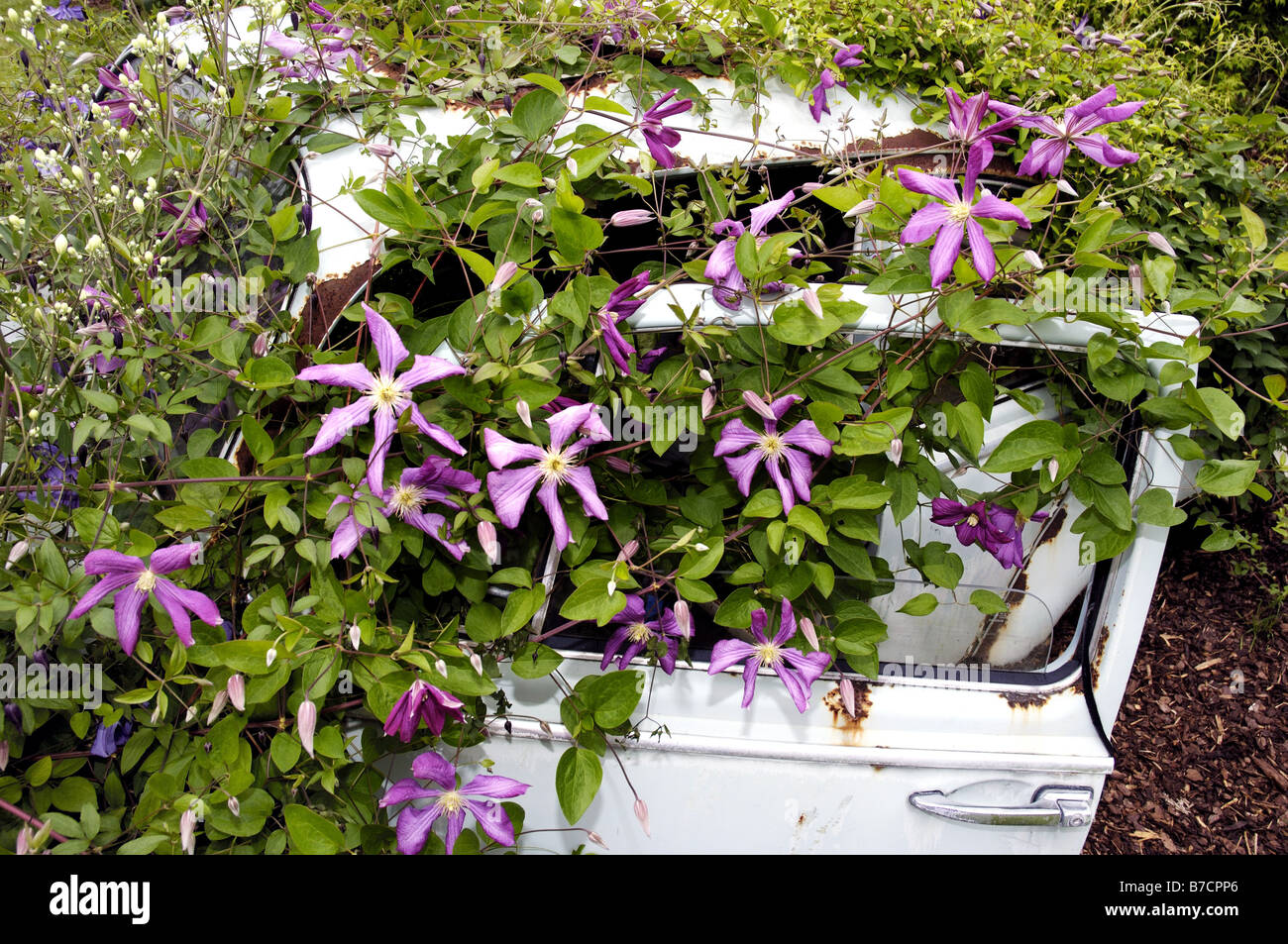 clematis, virgins-bower (Clematis 'Margot Koster', Clematis Margot Koster), car wreck covered with blooming plants Stock Photo