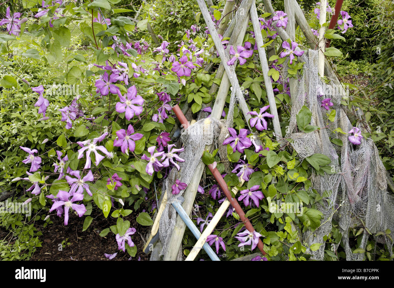 clematis, virgins-bower (Clematis 'Margot Koster', Clematis Margot Koster), blooming plant Stock Photo