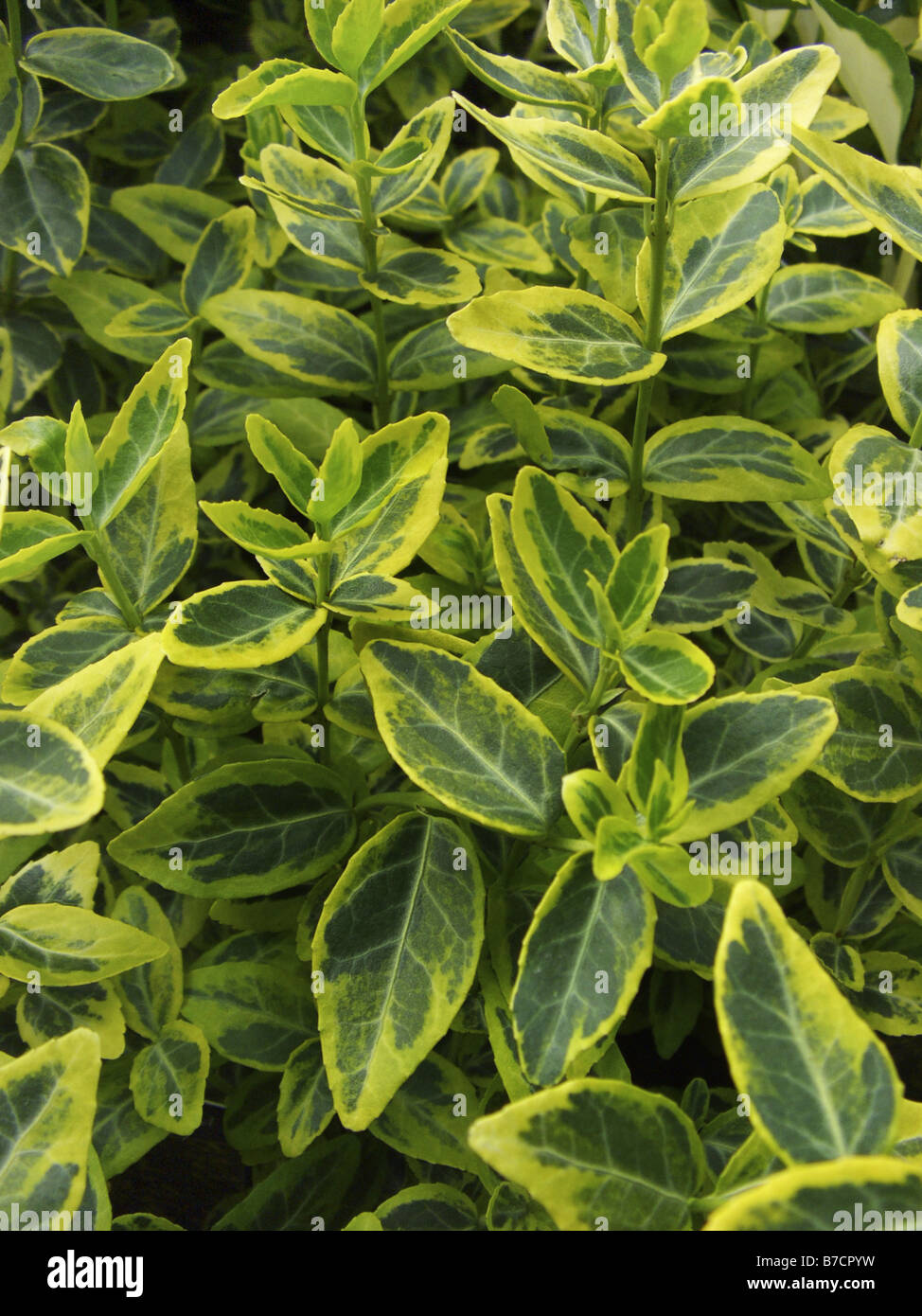climbing euonymus, wintercreeper euonymus, winter-creeper Euonymus ...