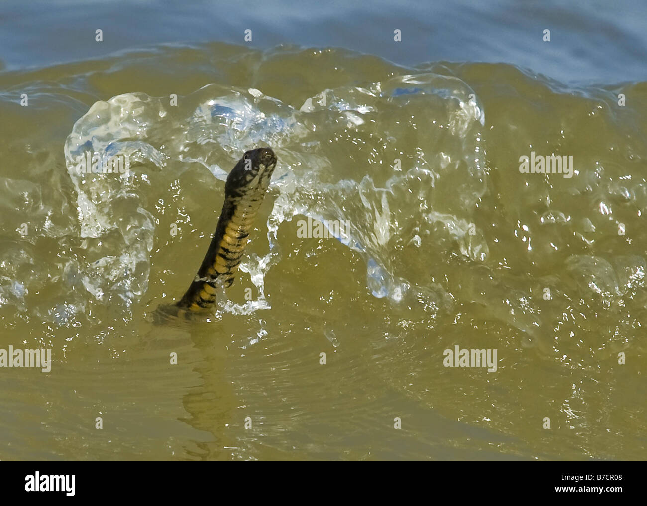 dice snake (Natrix tessellata), swimming in waves, Romania, Istria Stock Photo