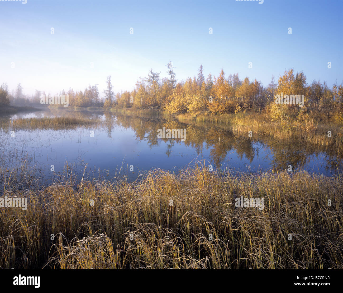Russia. Yamal Region. Autumn Stock Photo - Alamy
