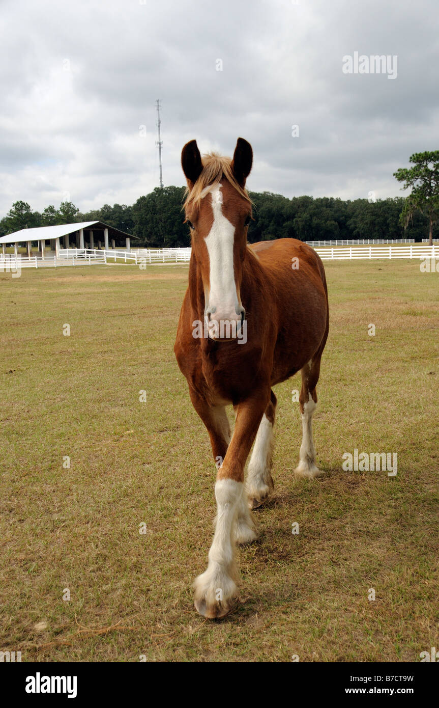New England Shire Horse Center in Ocala Florida USA a young shire horse