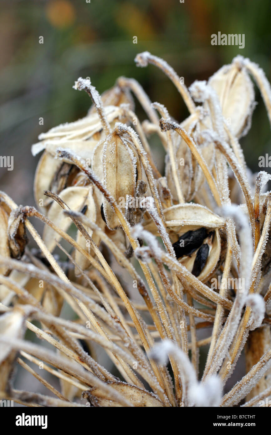 AGAPANTHUS HEADBOURNE SEEDHEAD WITH HOAR FROST Stock Photo