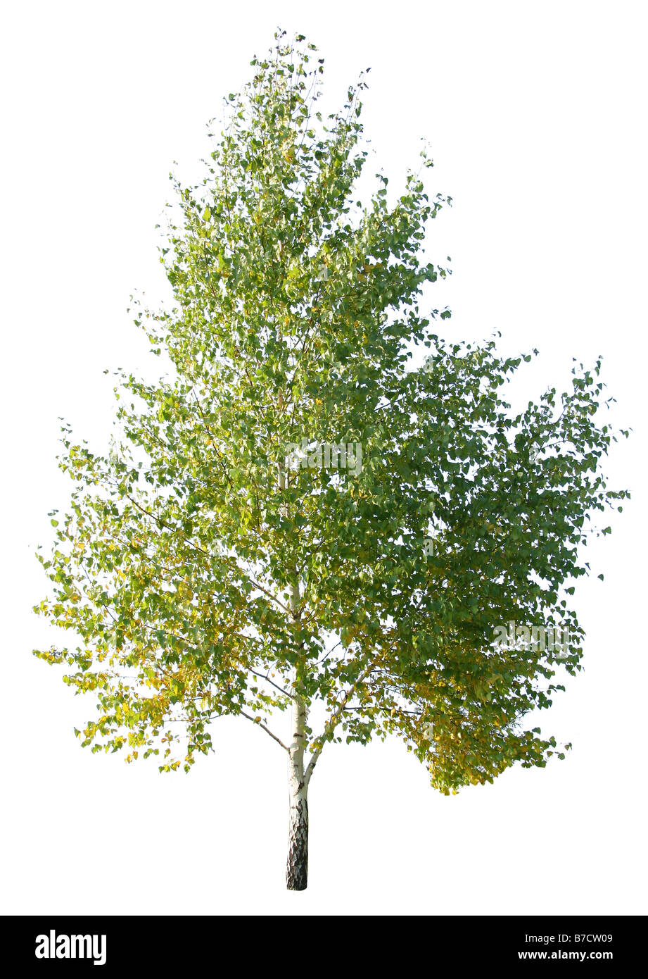 birch Stock Photo