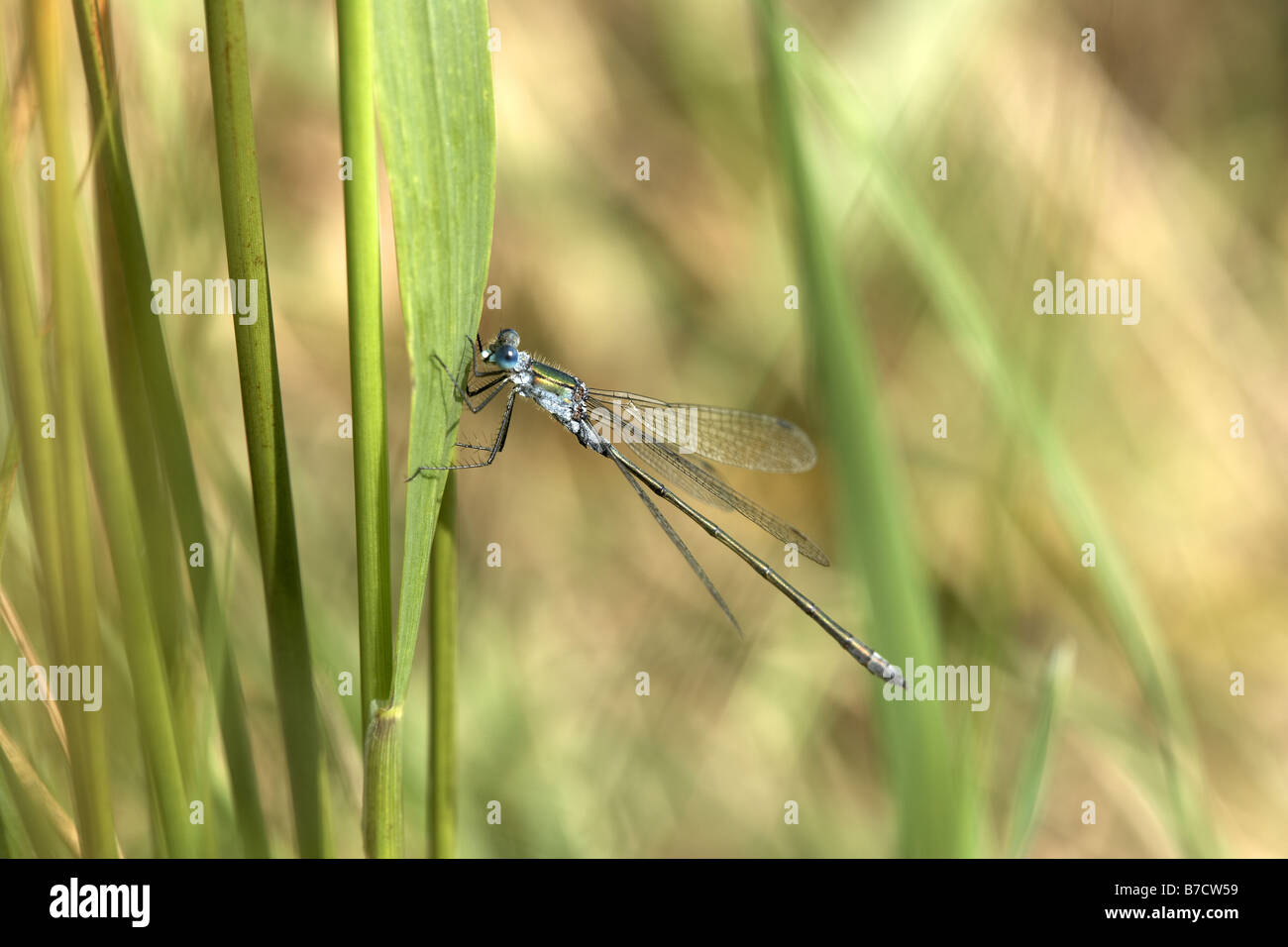 Emerald Damselfly Lestes sponsa Stock Photo - Alamy