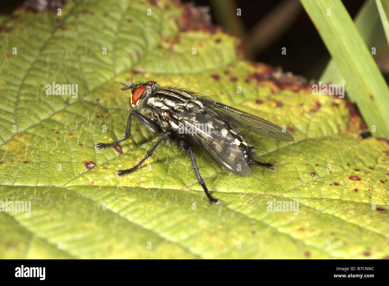 Flesh Fly Sarcophaga carnaria family Sarcophagidae Stock Photo