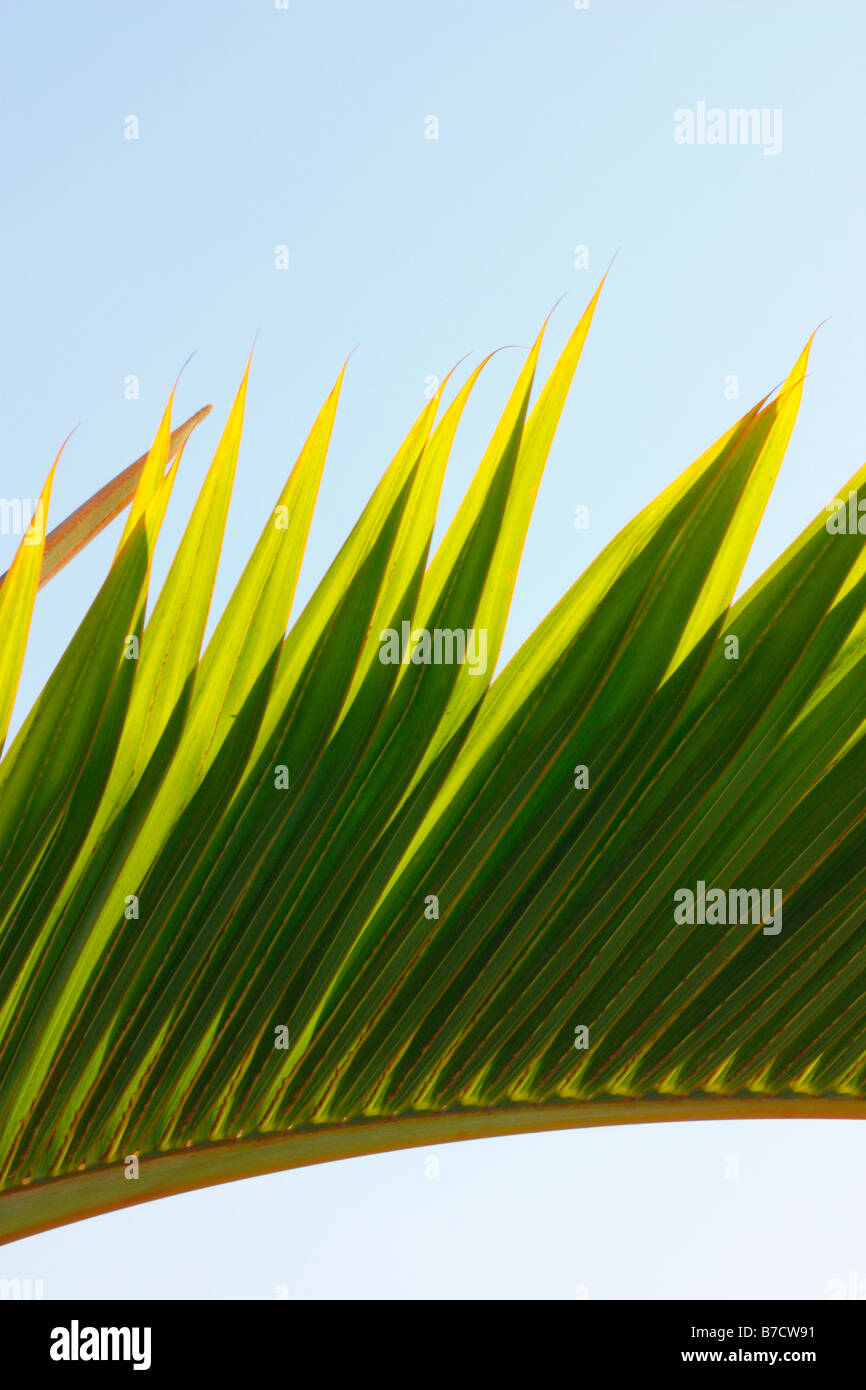Palm tree leaf close up Stock Photo - Alamy