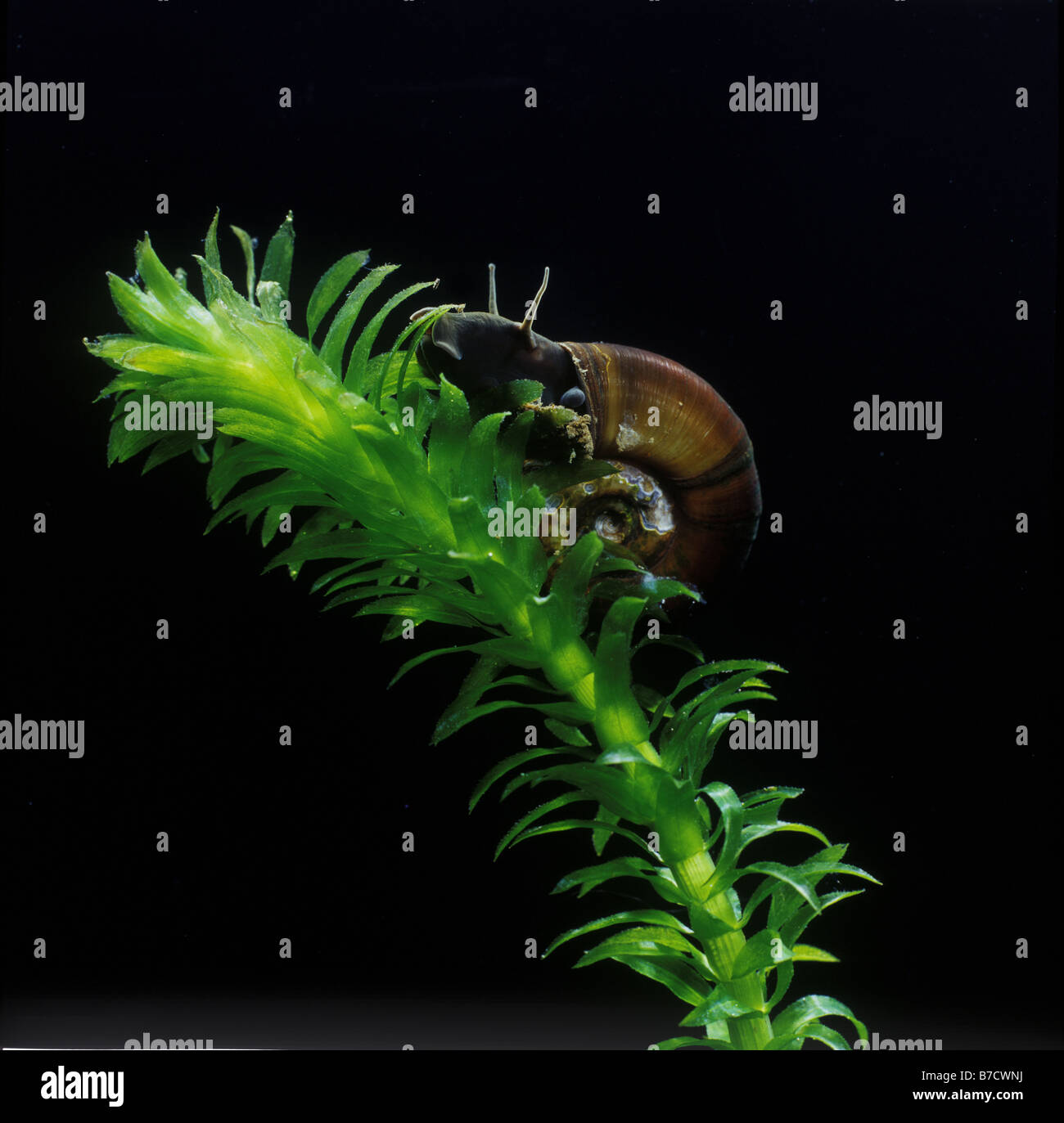RAMSHORN SNAIL PLANORBIS PLANORBIS FEEDING ON POND WEED Stock Photo Alamy