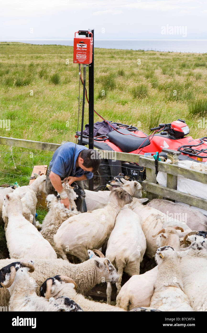 Sheep shearing scotland hires stock photography and images Alamy