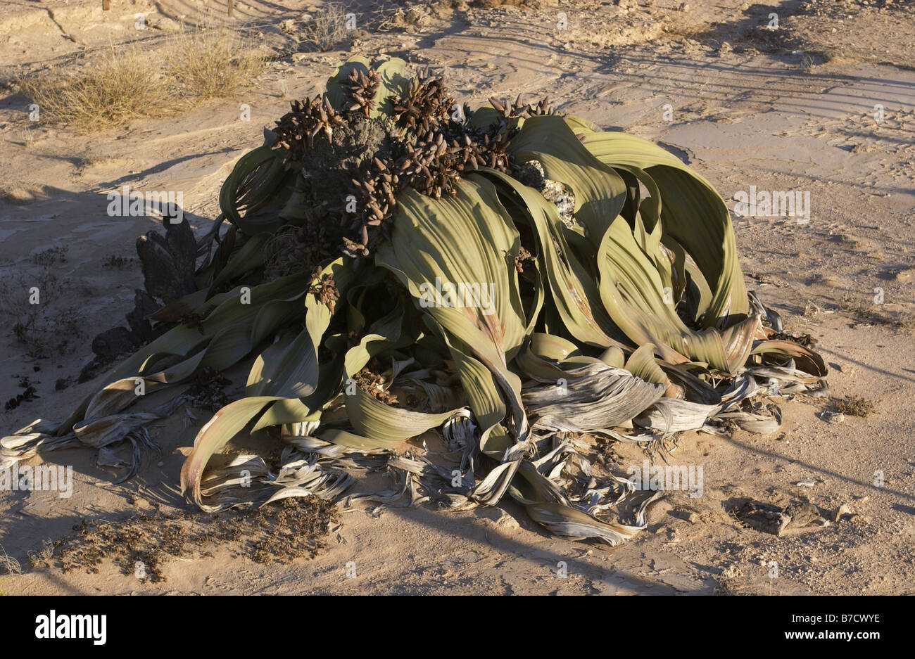 welwitschia mirabillis Stock Photo