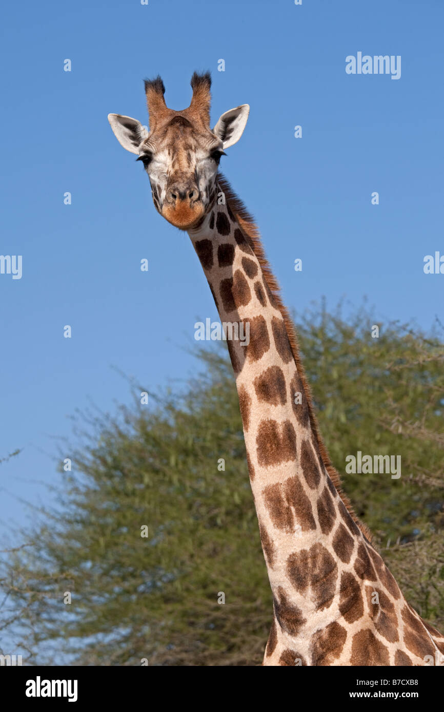 Head and neck of Masai giraffe Giraffa camelopardalis Nguuni Nature Reserve Mombasa Kenya Stock Photo