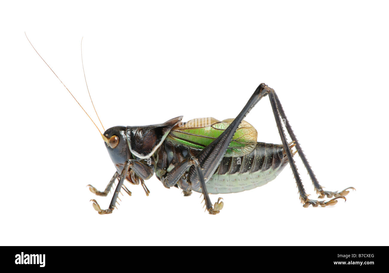 Grasshopper - Gampsocleis gratiosa Stock Photo