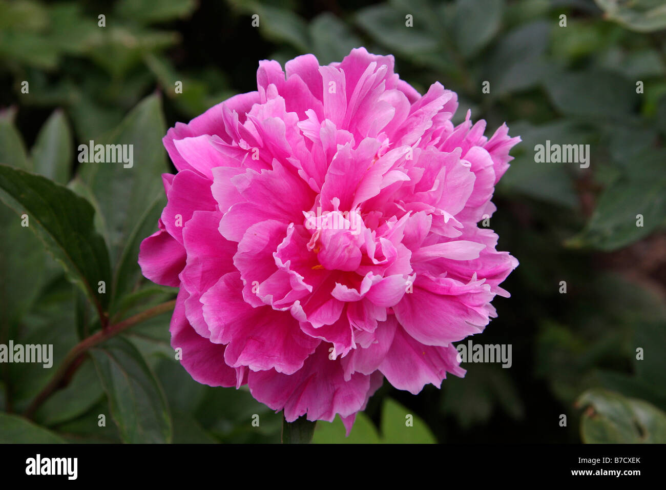 Deep Pink Tree Peony Stock Photo - Alamy