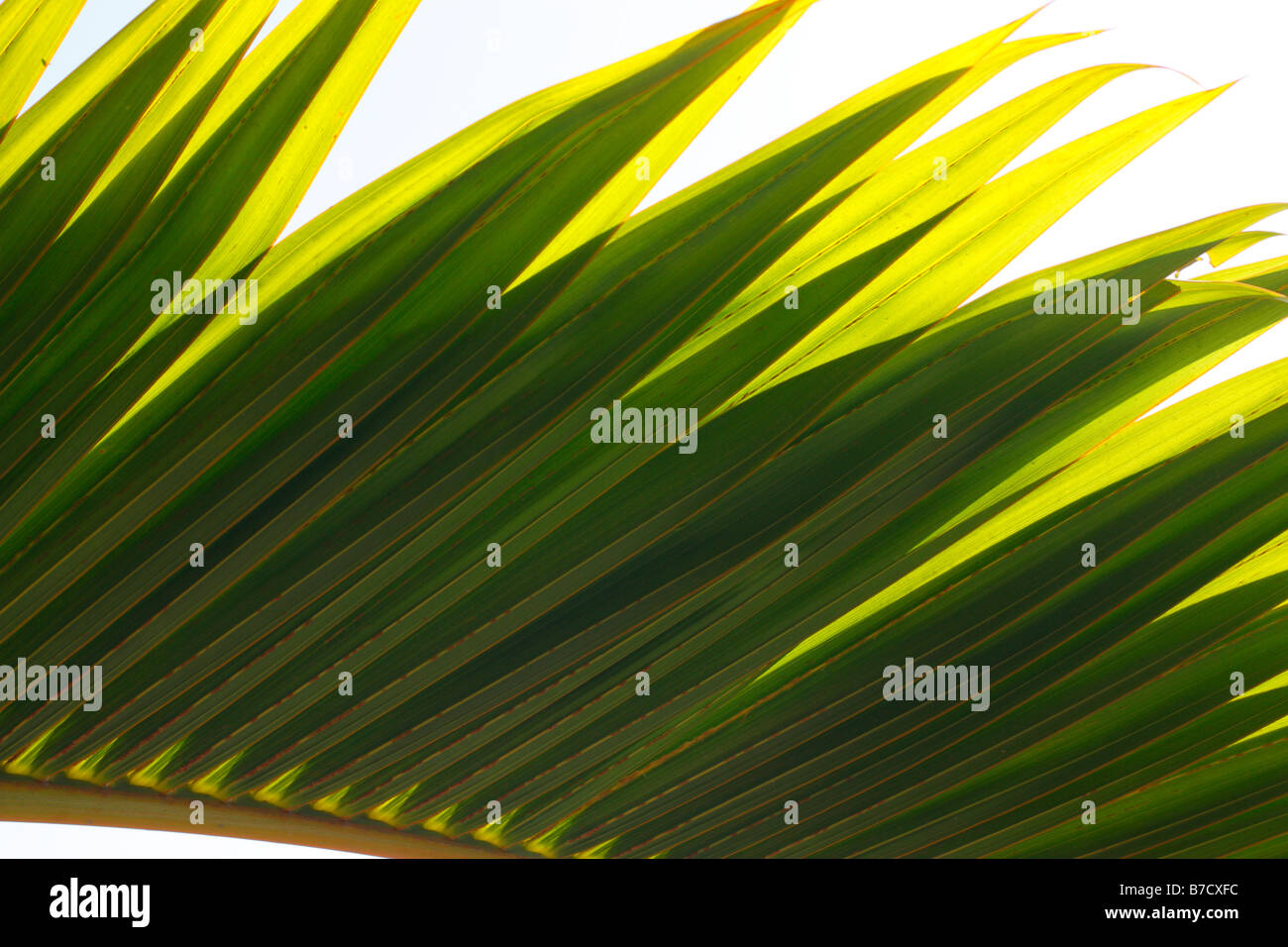 Palm tree leaf close up Stock Photo - Alamy