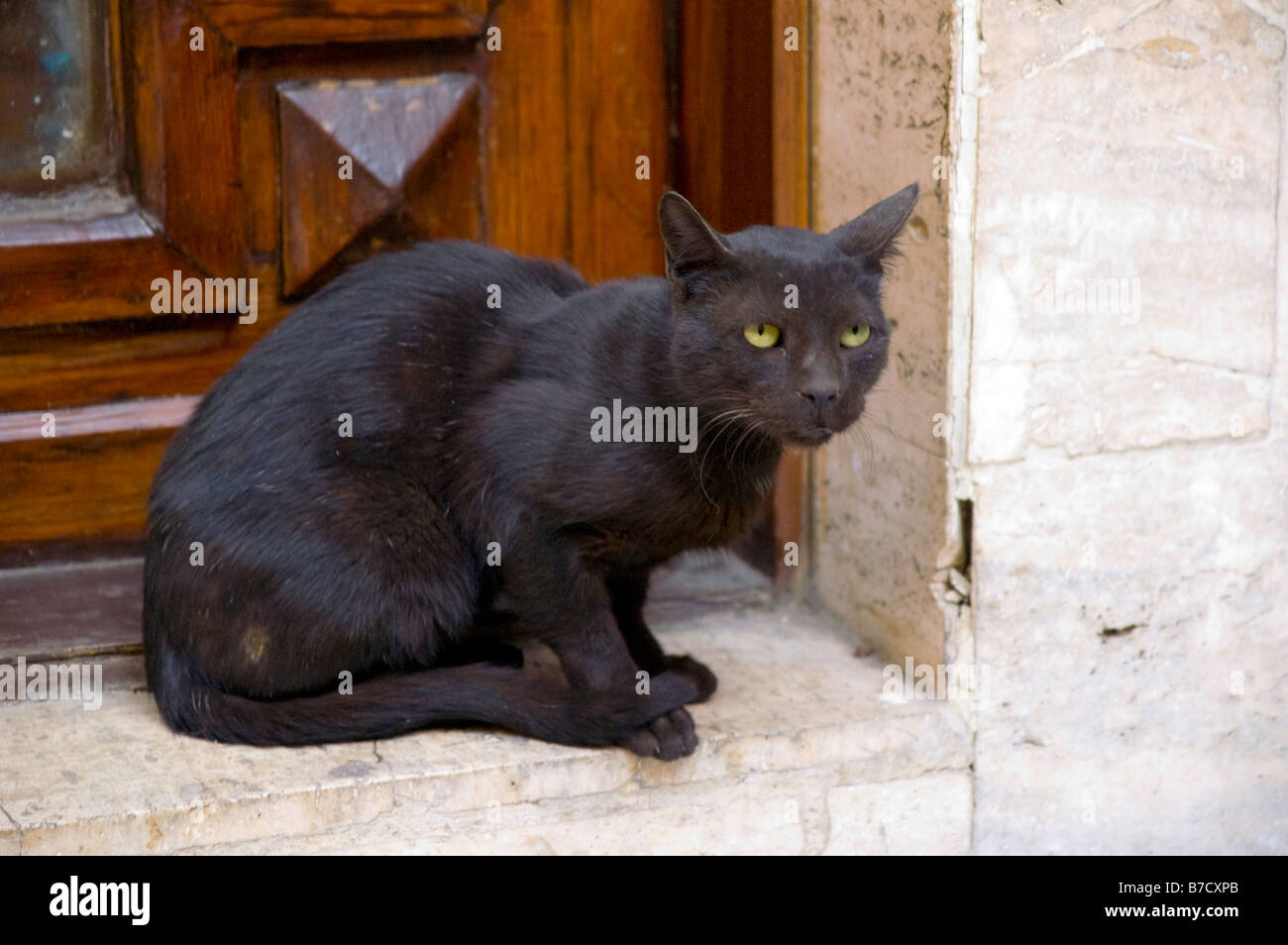 stray black cat