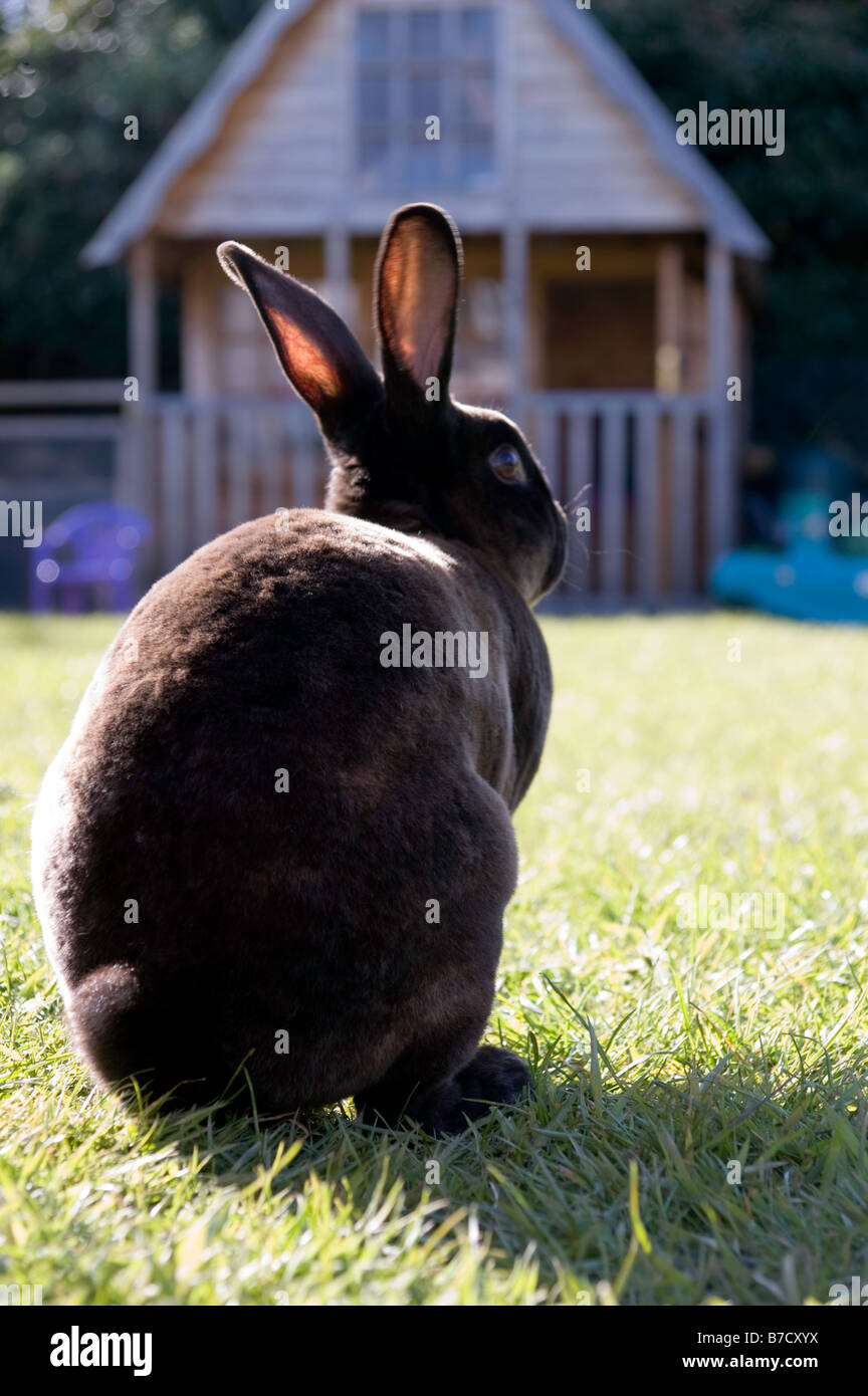 Brown Rabbit sitting in a family garden Stock Photo