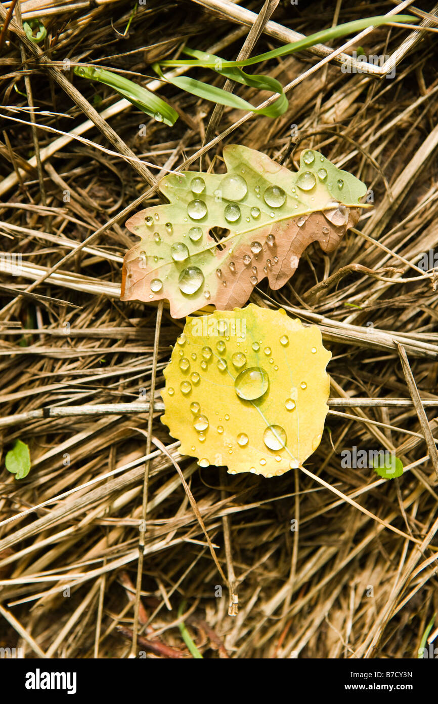 Two leaves in focus hi-res stock photography and images - Alamy