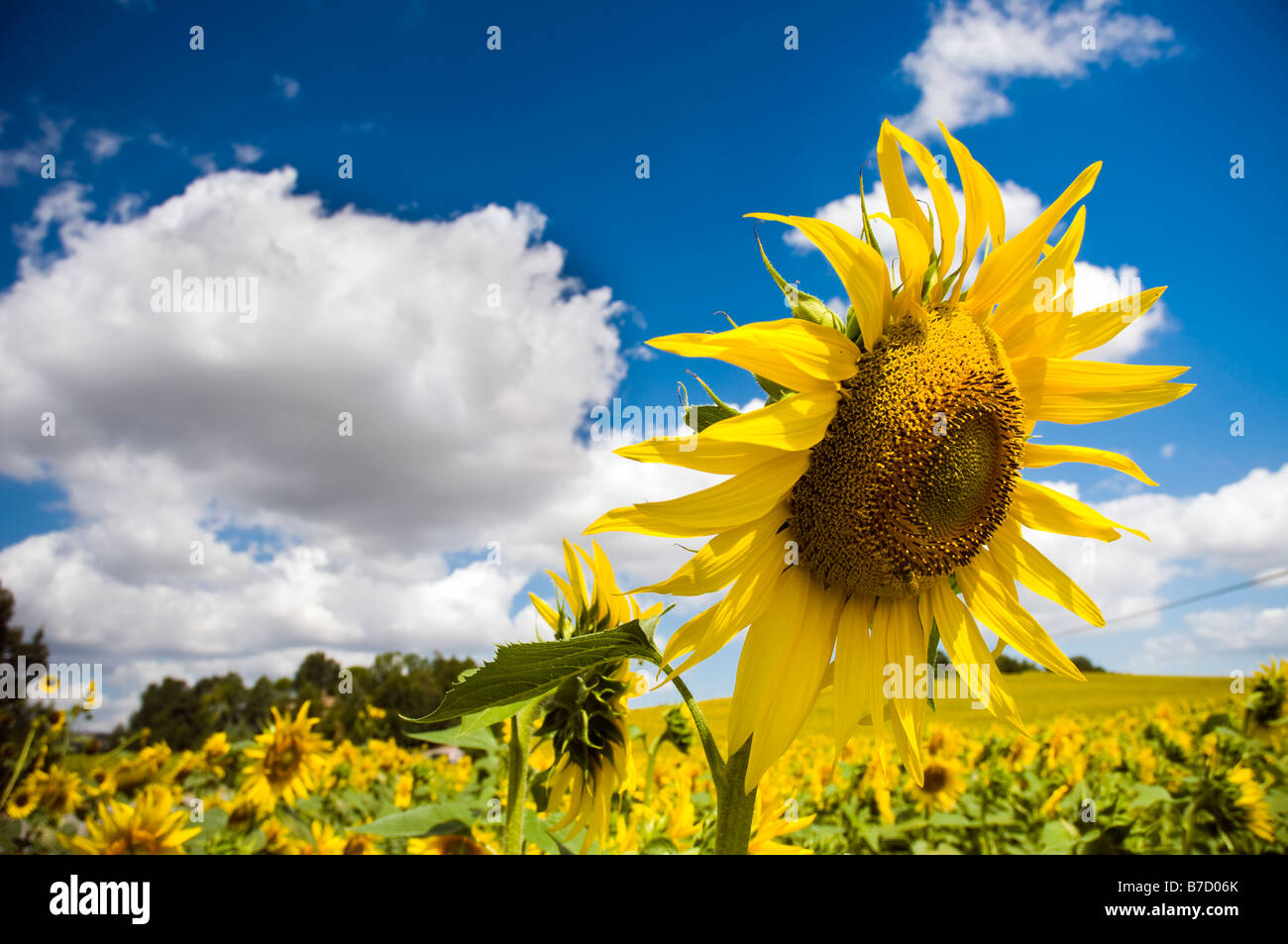 Tuscany sunflower field hi-res stock photography and images - Alamy