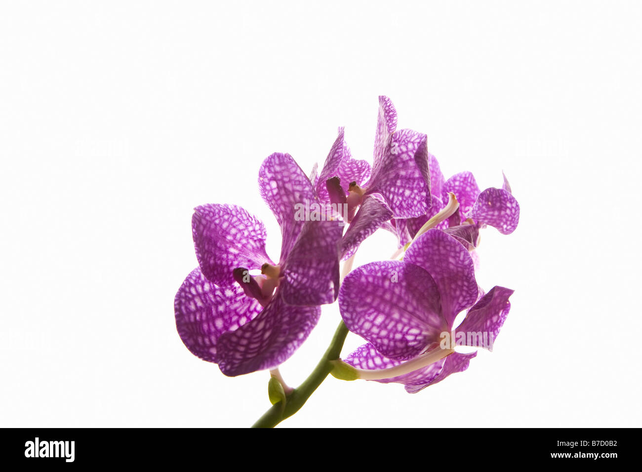 Four Moth Orchids (Phalaenopsis) on a stem Stock Photo