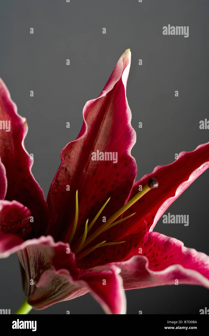 Stargazer lily (Lilium orientalis Stock Photo Alamy