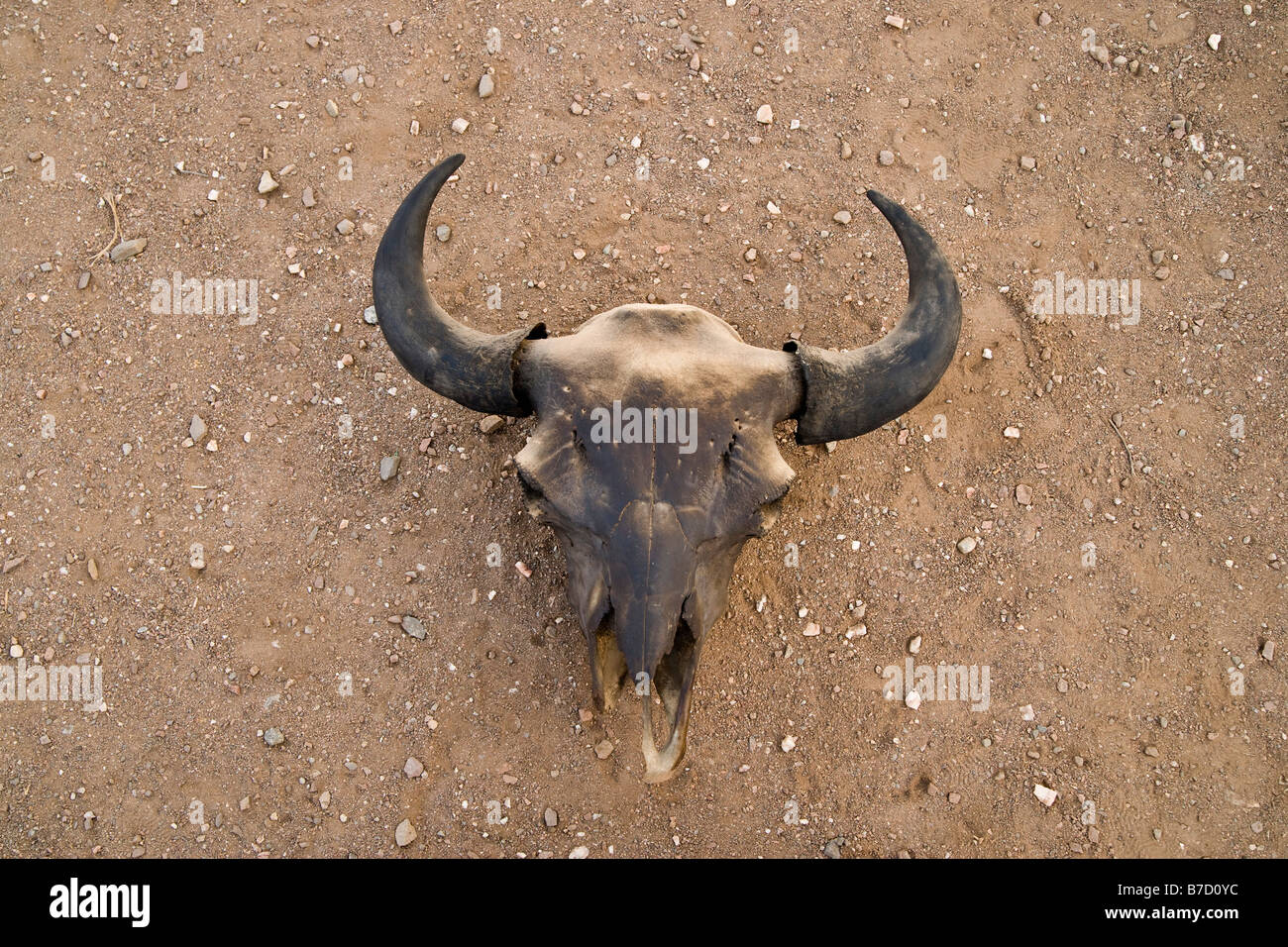 A horned animal skull Stock Photo Alamy