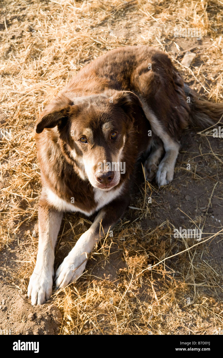 A sheepdog Stock Photo