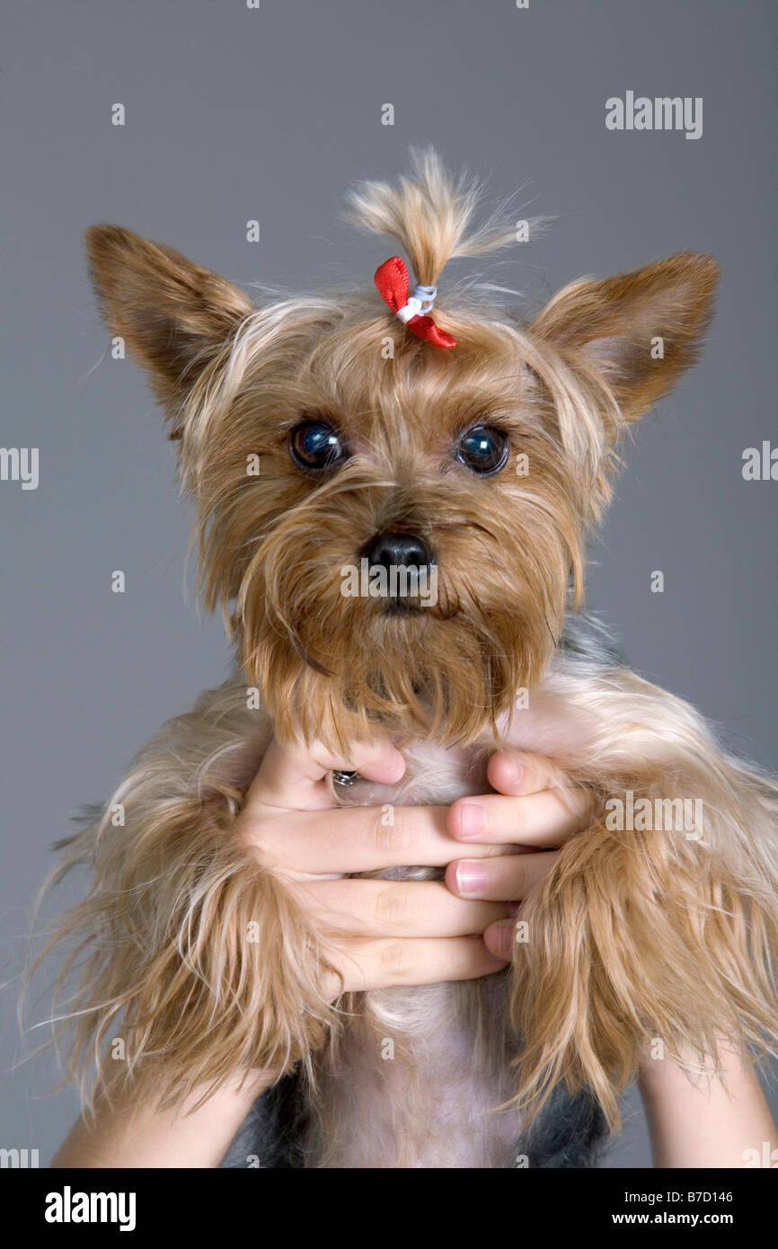 Hands holding up a Yorkshire Terrier Stock Photo