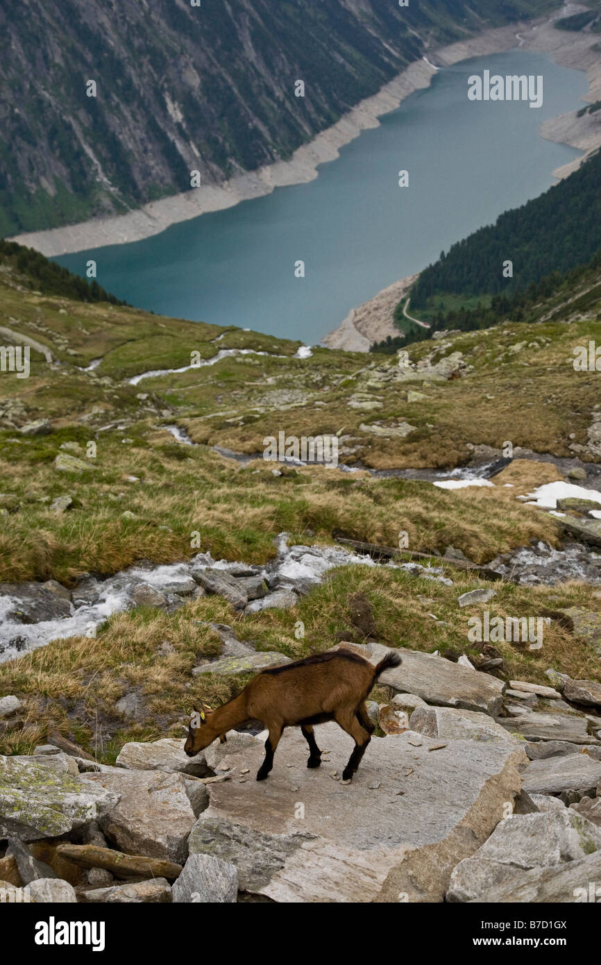 A goat on a mountainside overlooking a reservoir in the Austrian Alps Stock Photo