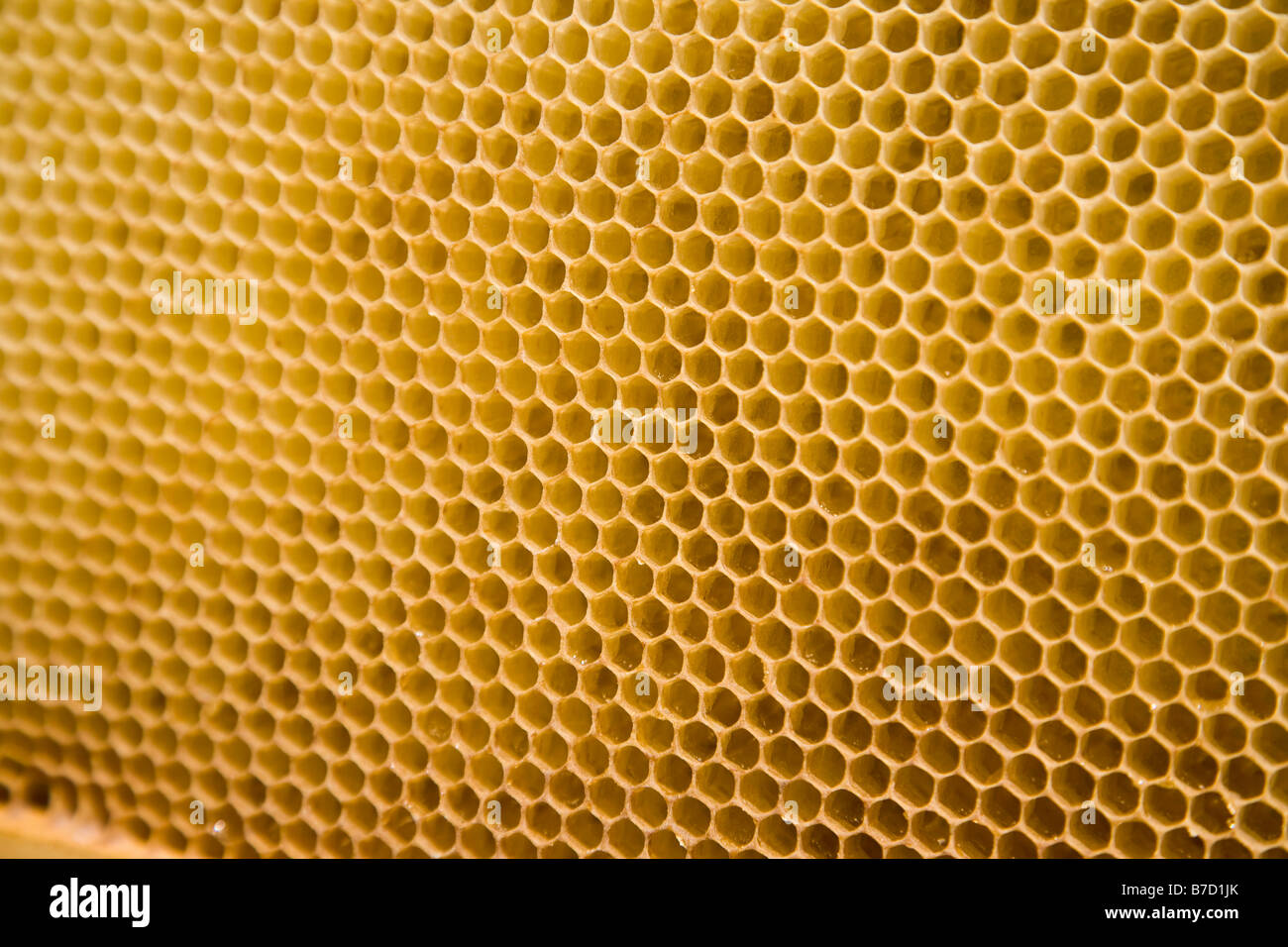 Photography honeycomb hi-res stock photography and images - Alamy