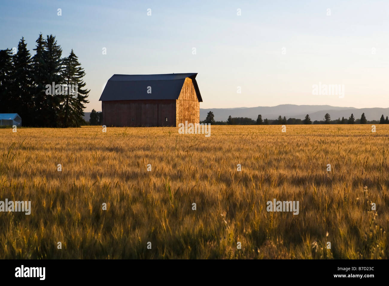 A barn in a field at sunset Stock Photo - Alamy